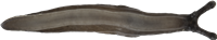 Deroceras laeveSUMPSNIGEL3,7 × 20,1 mm